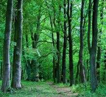 remise en forme - randonnées - coach sportif